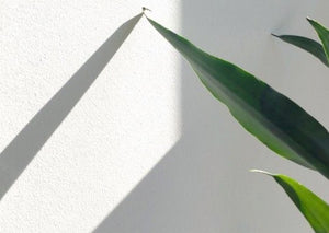 A Review of “The Naturopathica Effect”