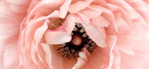 A Glimpse At JustBe Rose Water Mist
