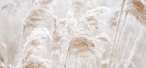 Magical Manifestation Powers ICM