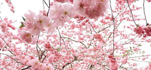 9 Ways To Harness Spring’s Energy