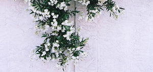 Jasmine, I'm Yours