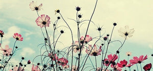 A Moment With Aesop