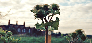 How To: Burdock For Skin