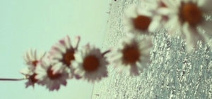 Medicine: Chamomile Flowers