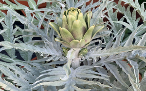Lessons From Home with Hommes & Gardens