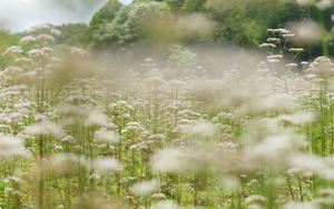 A Review of “Plants for the People”