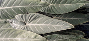 A Glimpse At Tenoverten