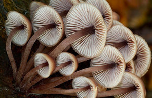 Root Medicine