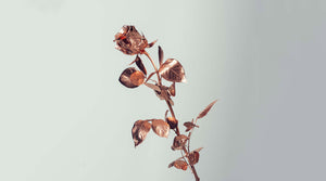 A Glimpse at Karité