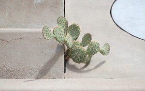 A Sedona Retreat with the NY Institute of Aromatic Studies